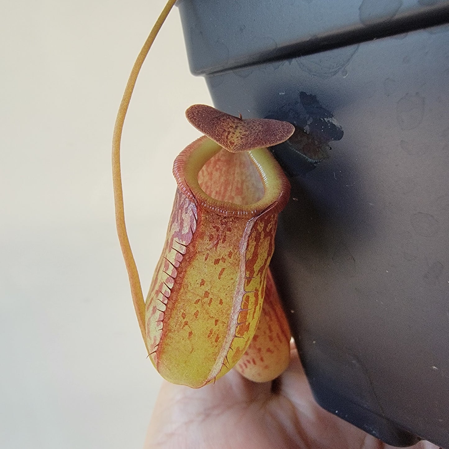 Nepenthes burkei x tenuis BE
