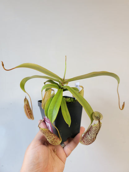 Nepenthes spectabilis 'Sibuyatan' BE