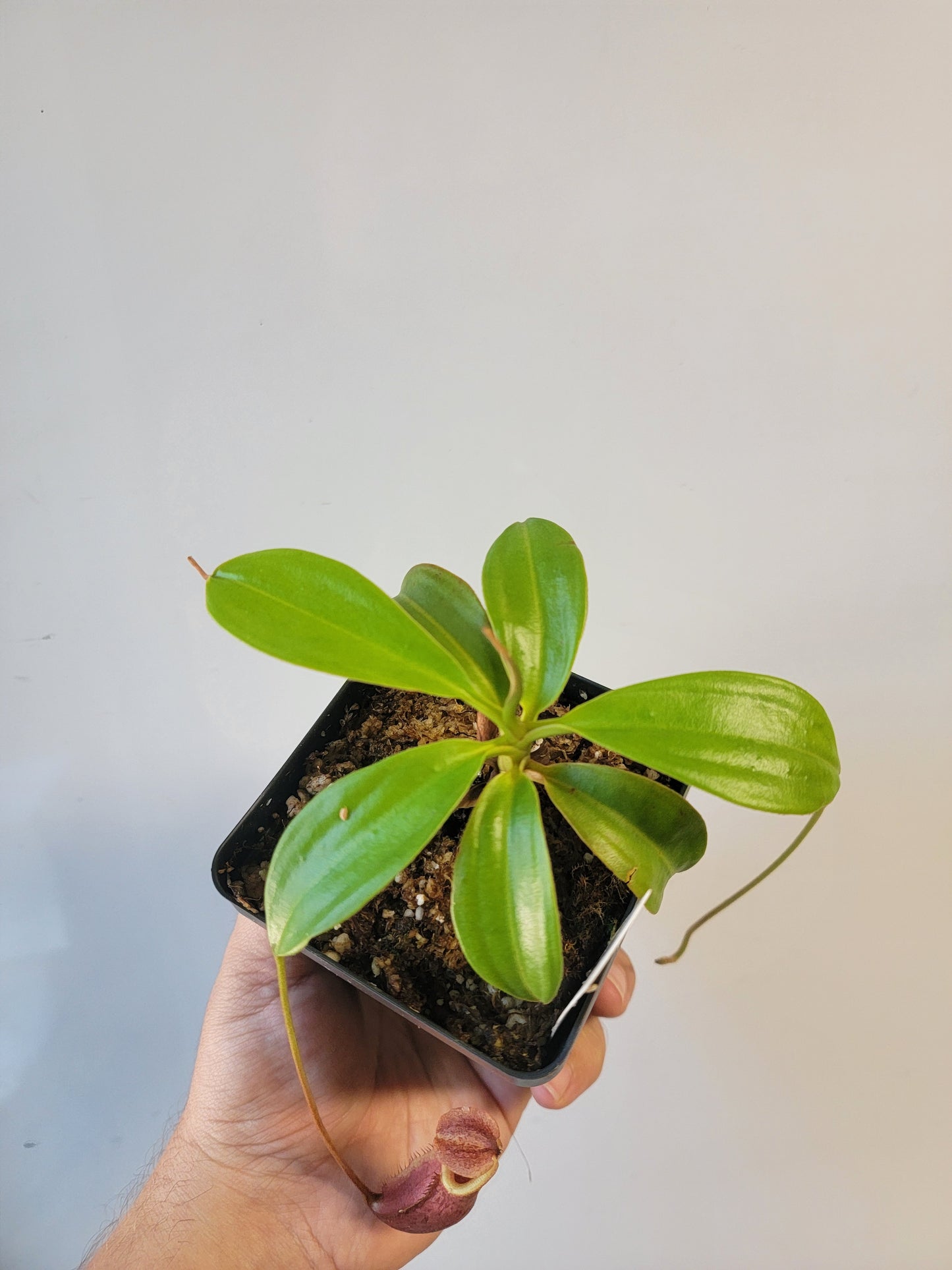 Nepenthes mira BE