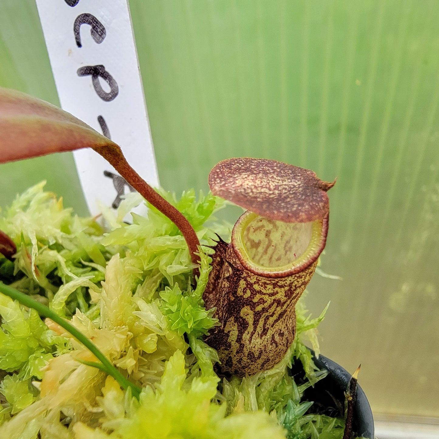 Nepenthes ceciliae BCP