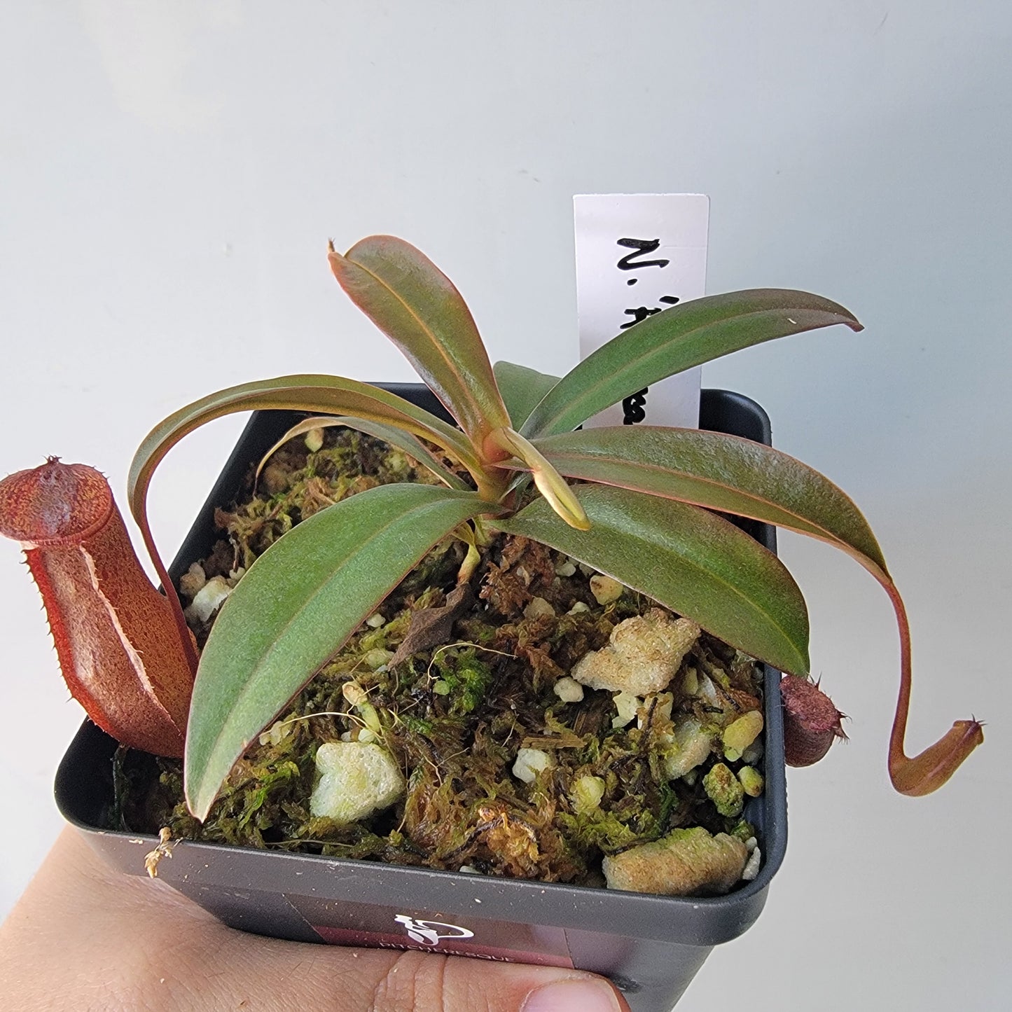 Nepenthes "Rebecca Soper"