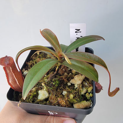 Nepenthes "Rebecca Soper"