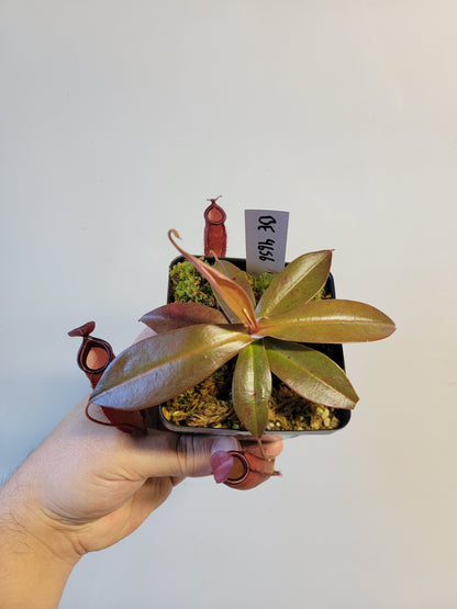 Nepenthes ampullaria x sibuyanensis BE