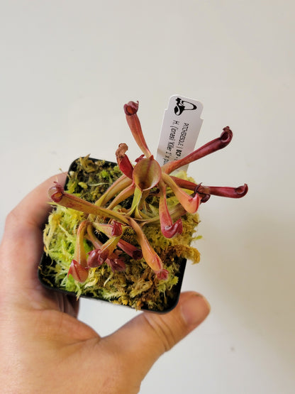 Heliamphora ionasii x pulchella BCP