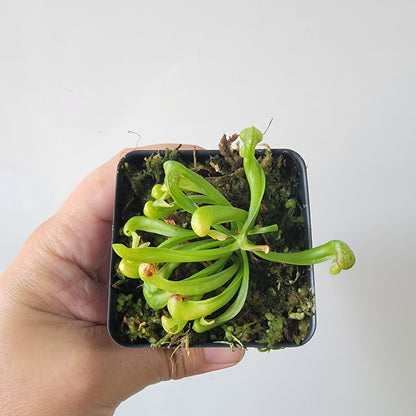Darlingtonia californica