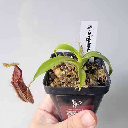 Nepenthes singalana x hamata BE