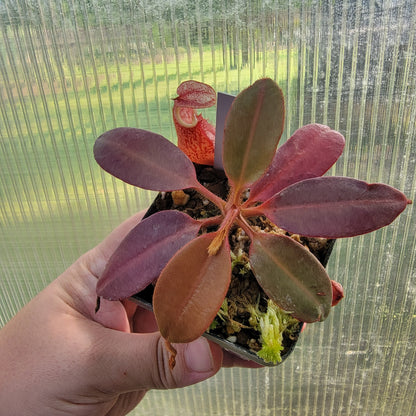 Nepenthes peltata BE