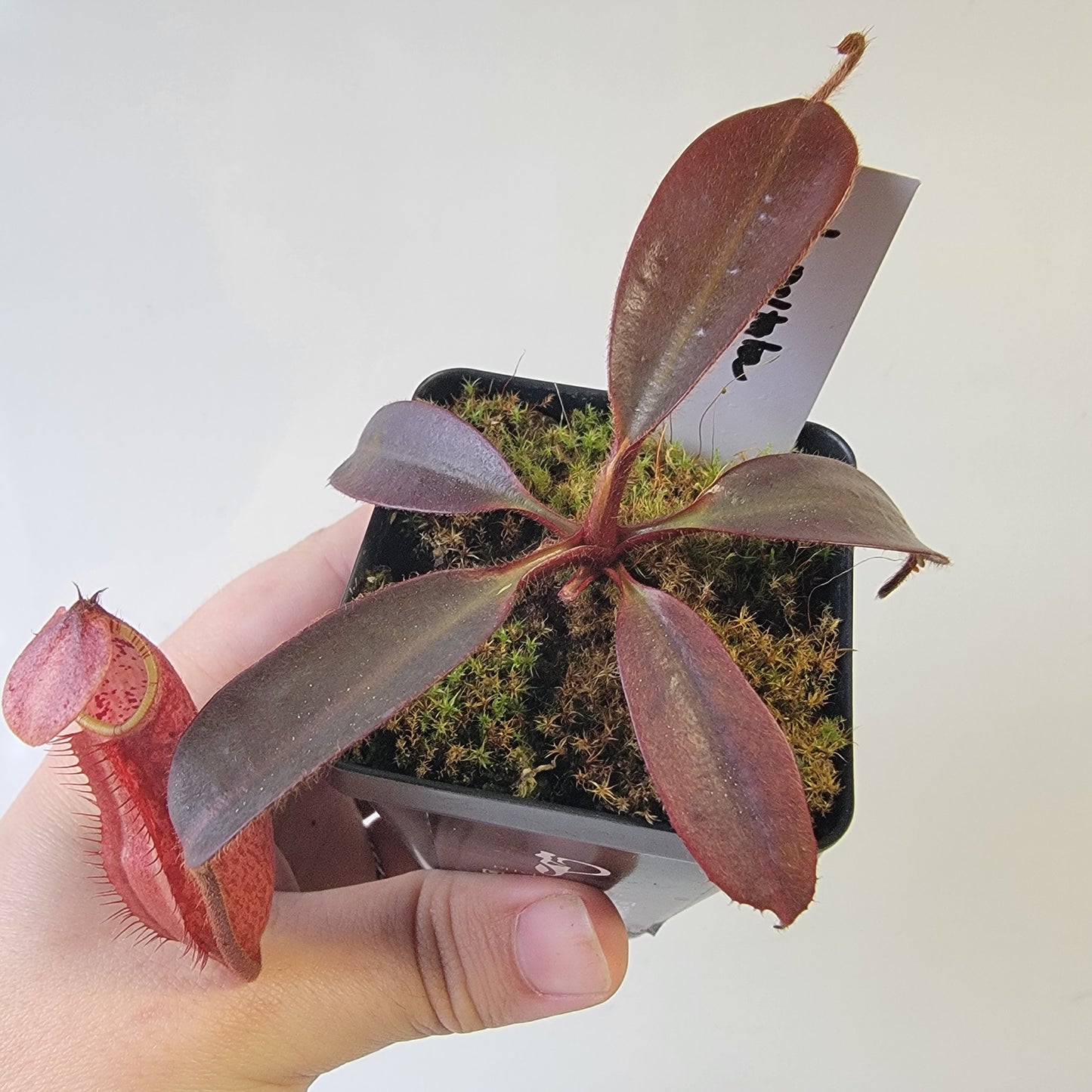 Nepenthes peltata BE *Select Clone*