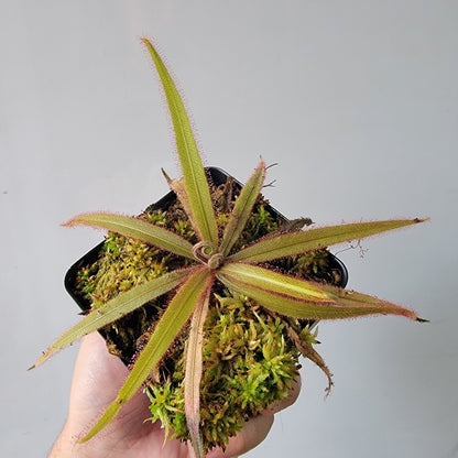 Drosera adelae 'Giant'