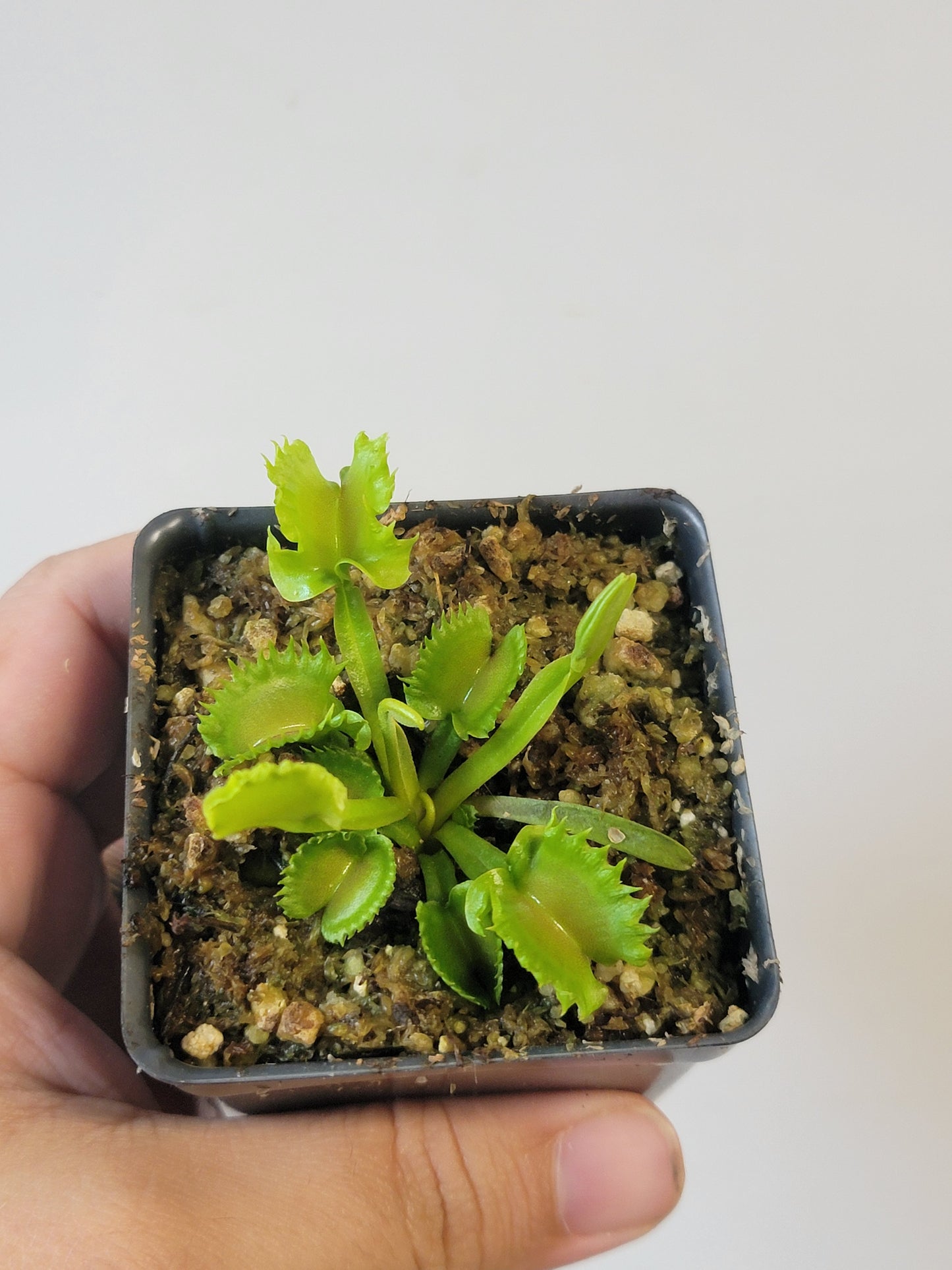 Dionaea musc. "GJ Shir Khan"
