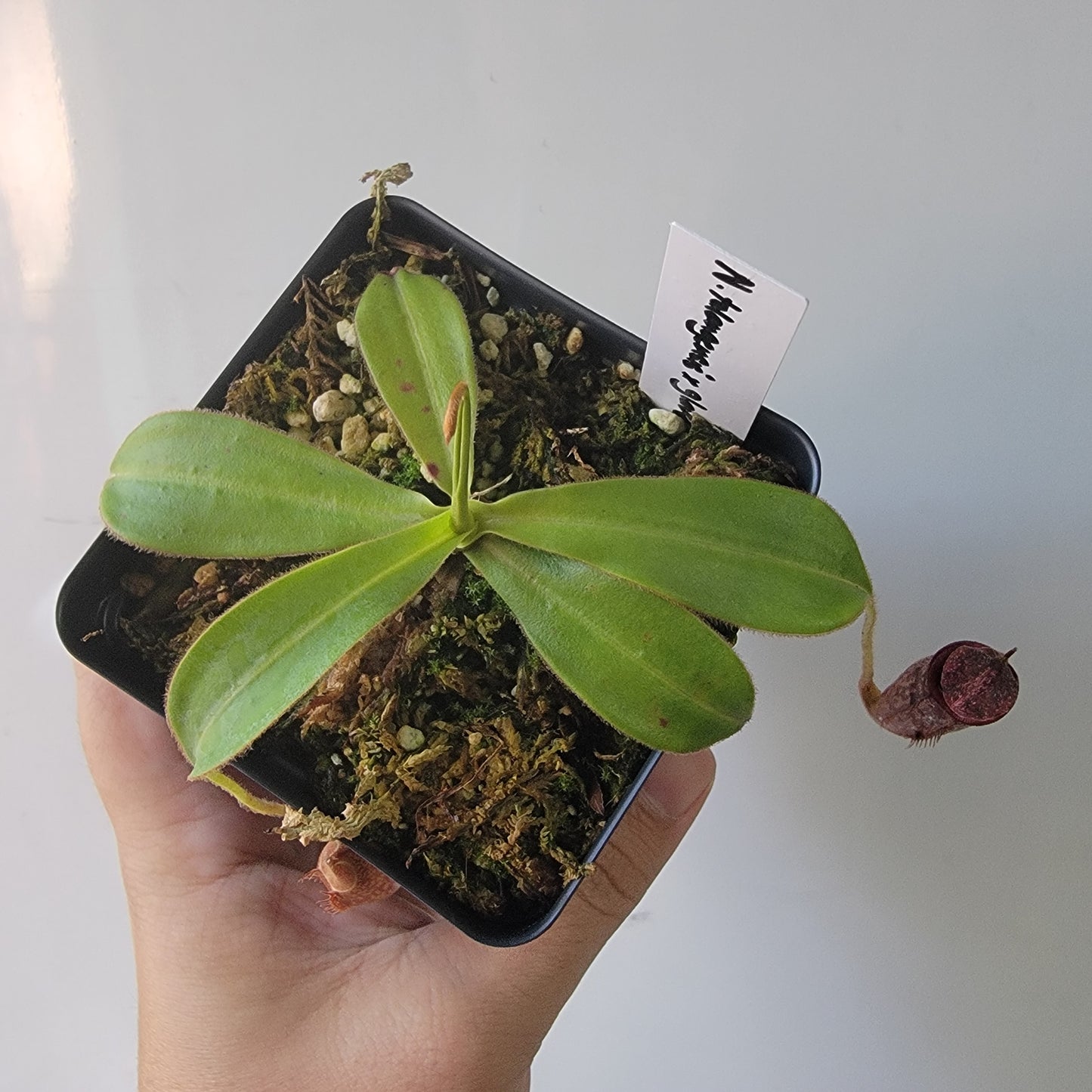 Nepenthes talangensis x glandulifera BE