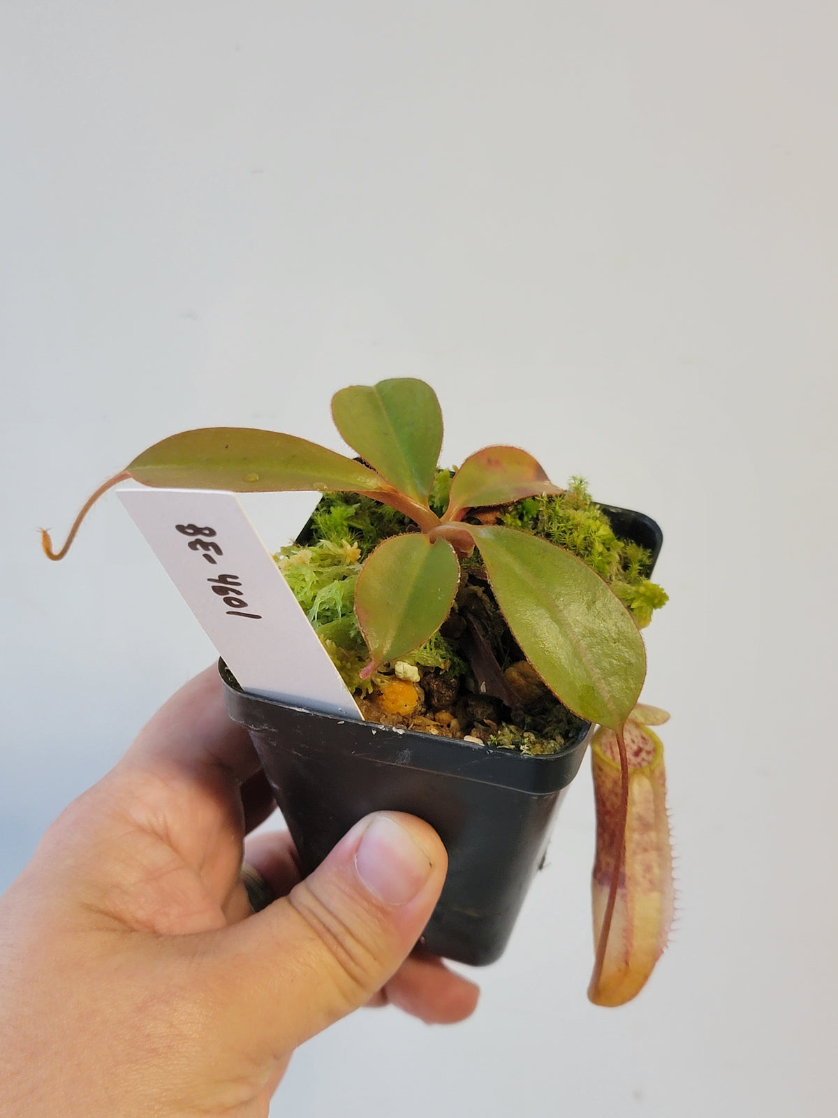 Nepenthes peltata x attenboroughii BE