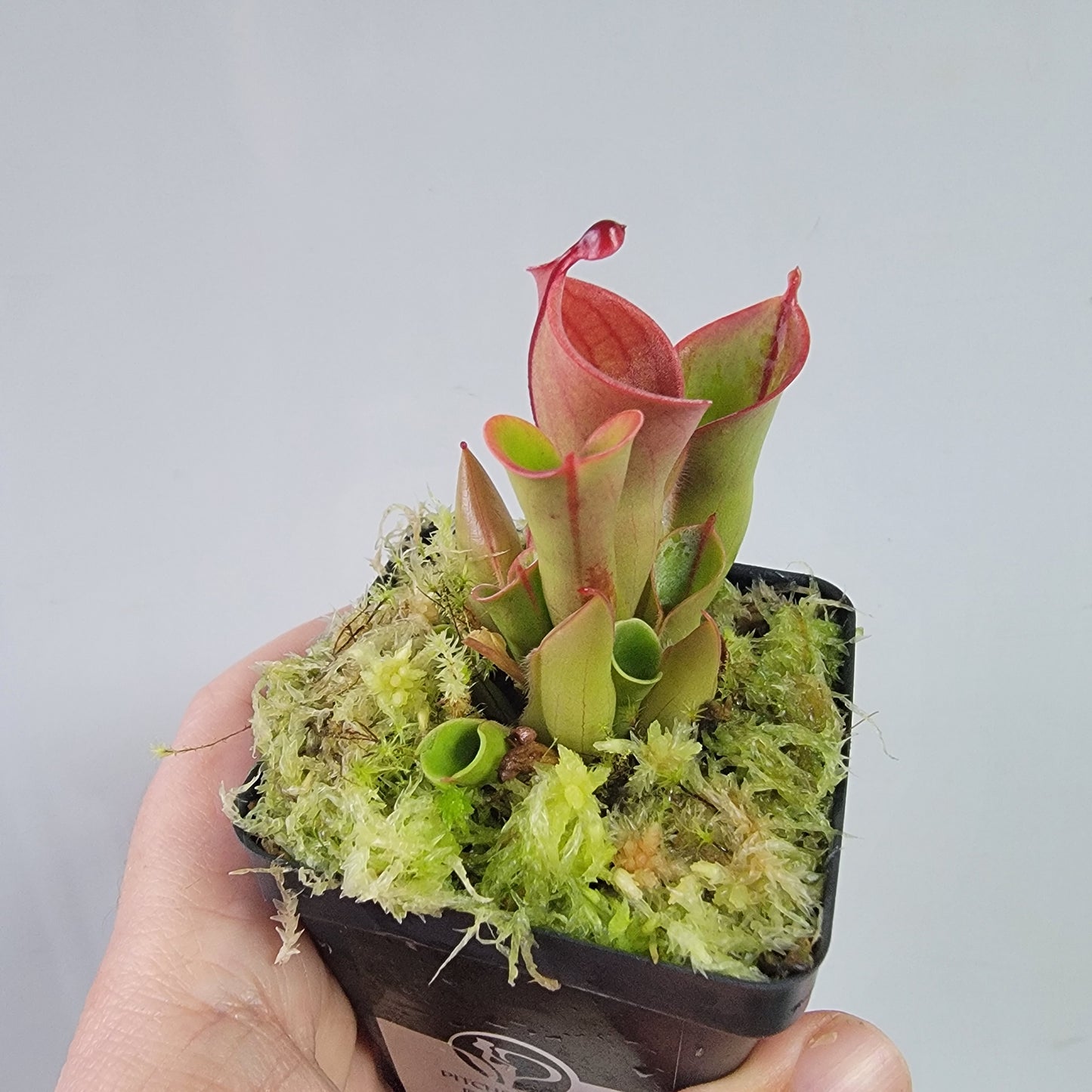 Heliamphora heterodoxa x minor