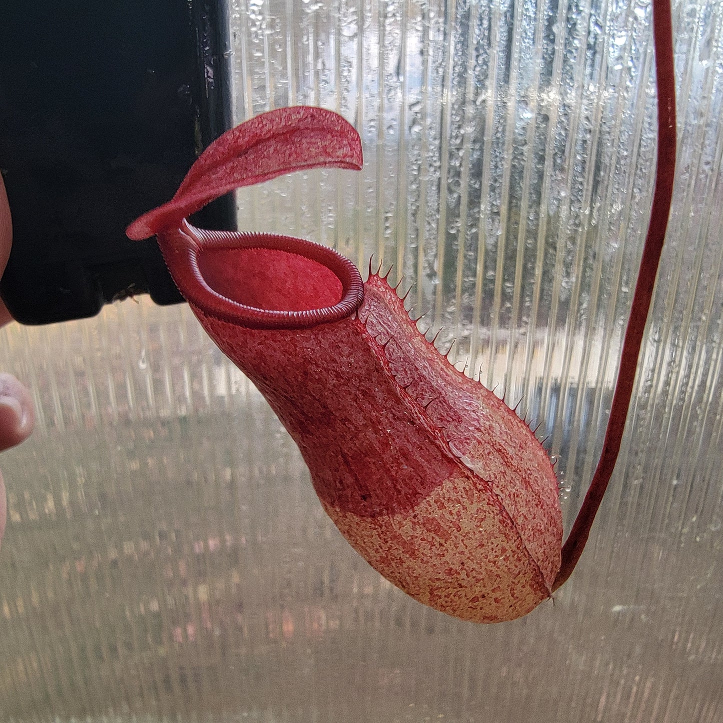 Nepenthes sibuyanensis x merriliana BE