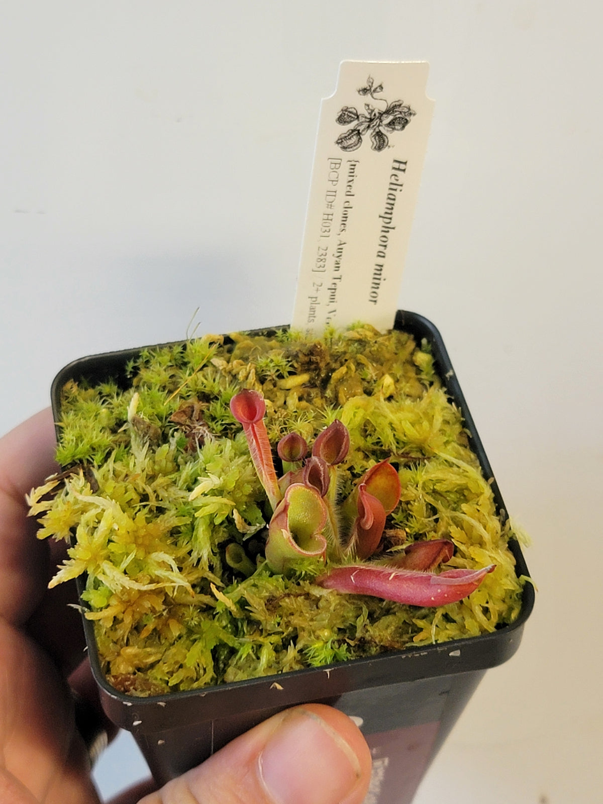 Heliamphora minor BCP