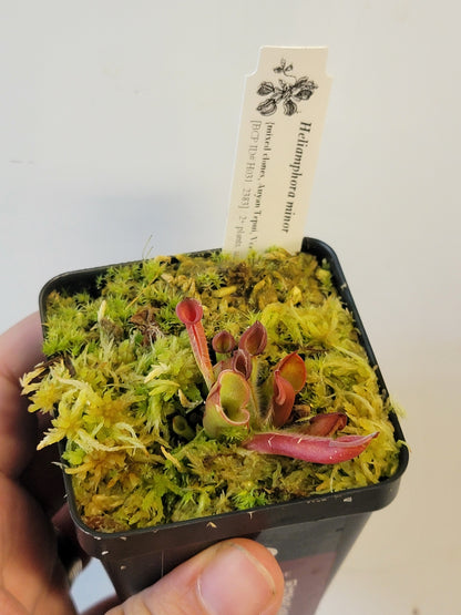 Heliamphora minor BCP