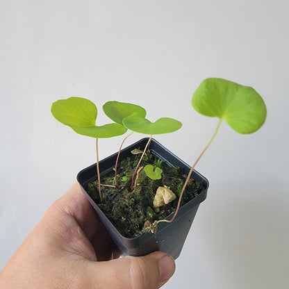 Utricularia reniformis