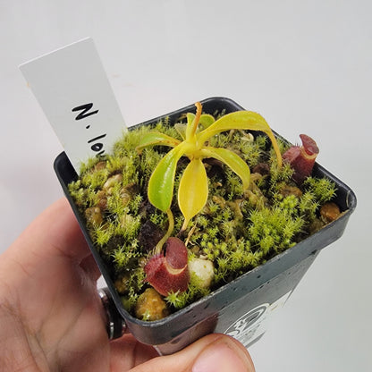 Nepenthes lowii BE *New Clone*