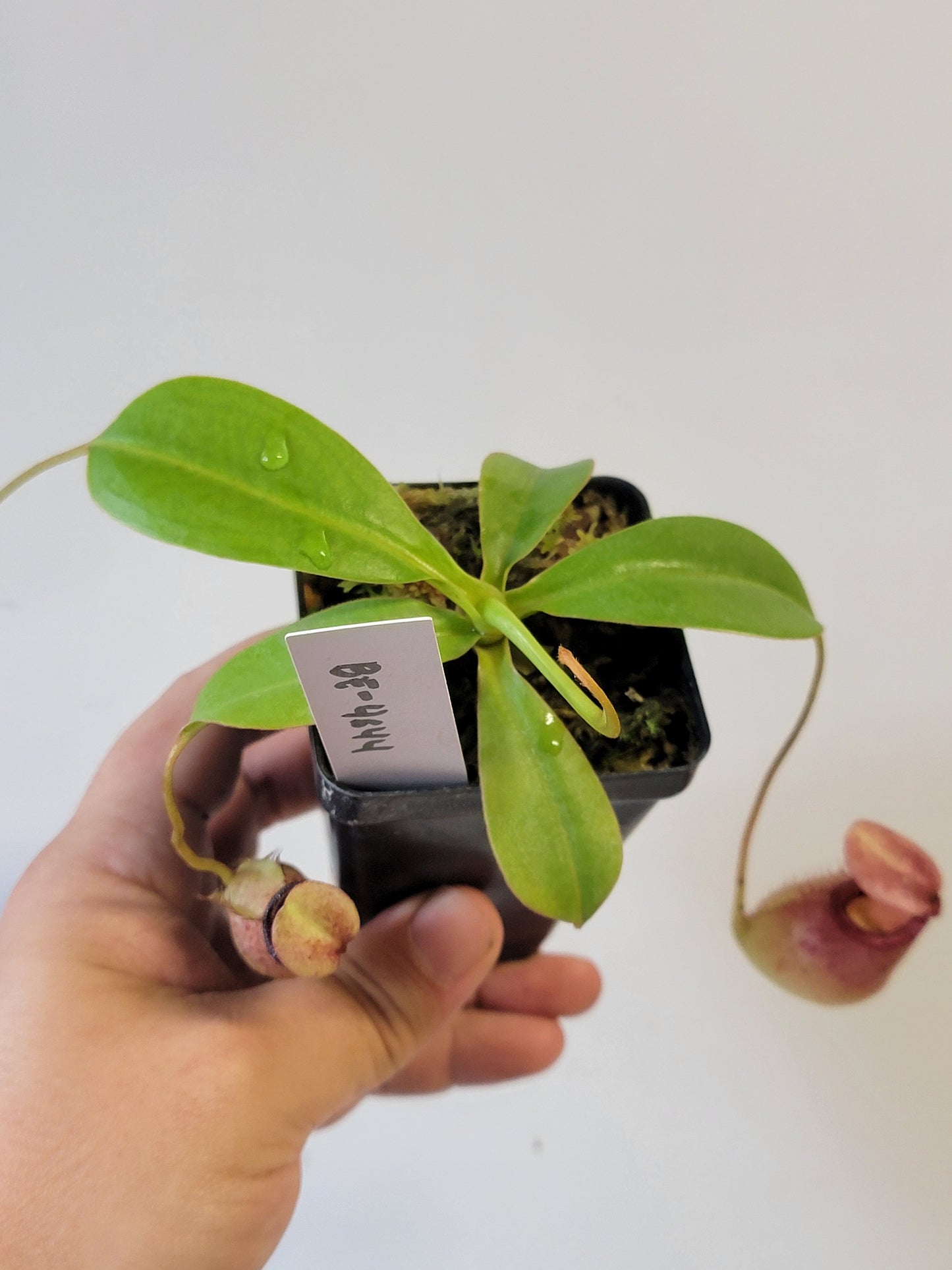 Nepenthes sibuyanensis x ephippiata BE