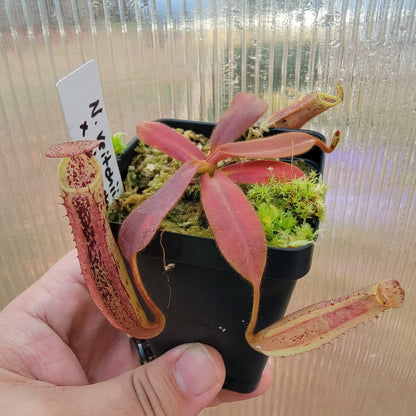 Nepenthes veitchii x platychila BE