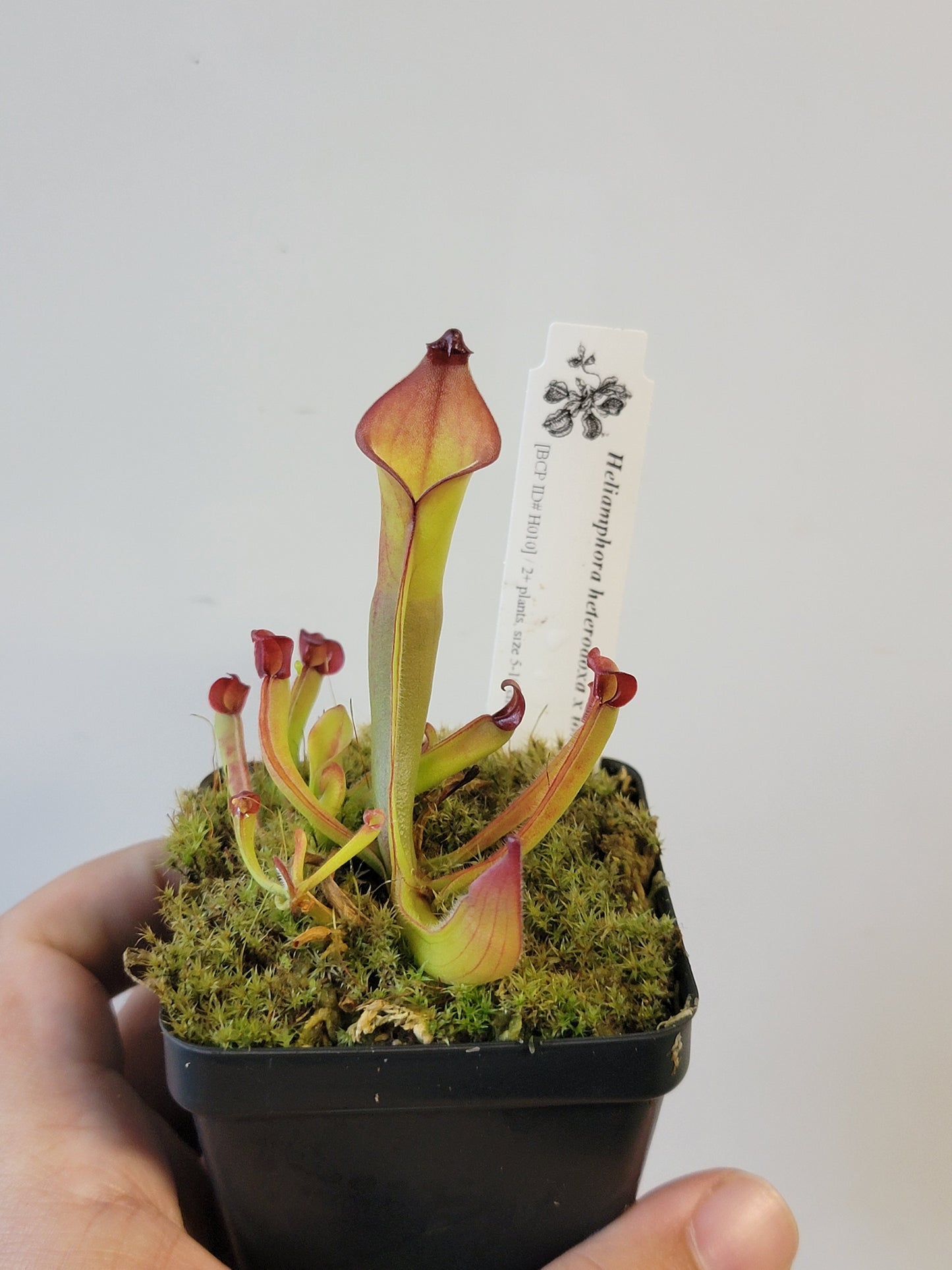 Heliamphora heterodoxa x ionasii BCP