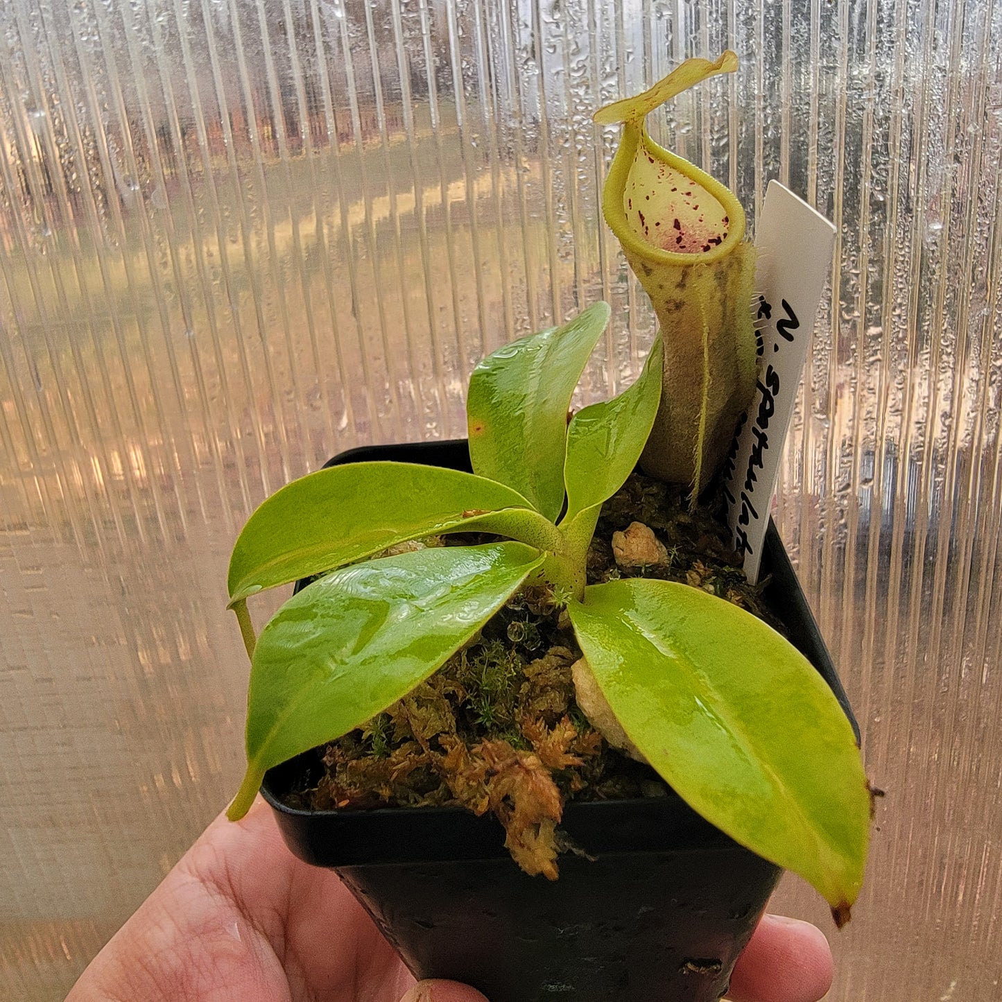 Nepenthes spathulata x campanulata BE