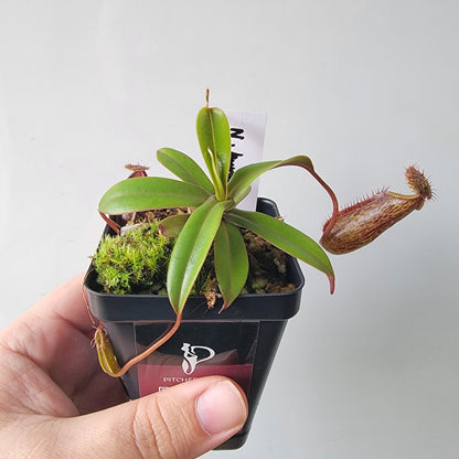 Nepenthes burkei x hamata BE