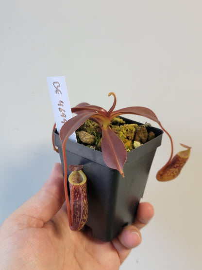 Nepenthes mollis x sibuyanensis BE