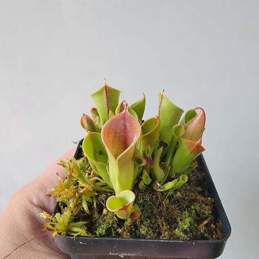 Heliamphora minor