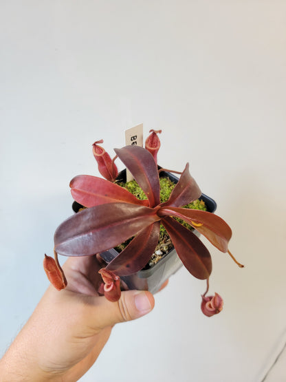 Nepenthes diabolica x burbidgeae BE