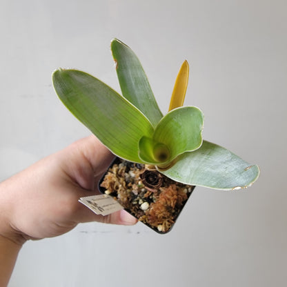 Brocchinia hechtioides (pygmy form) BCP