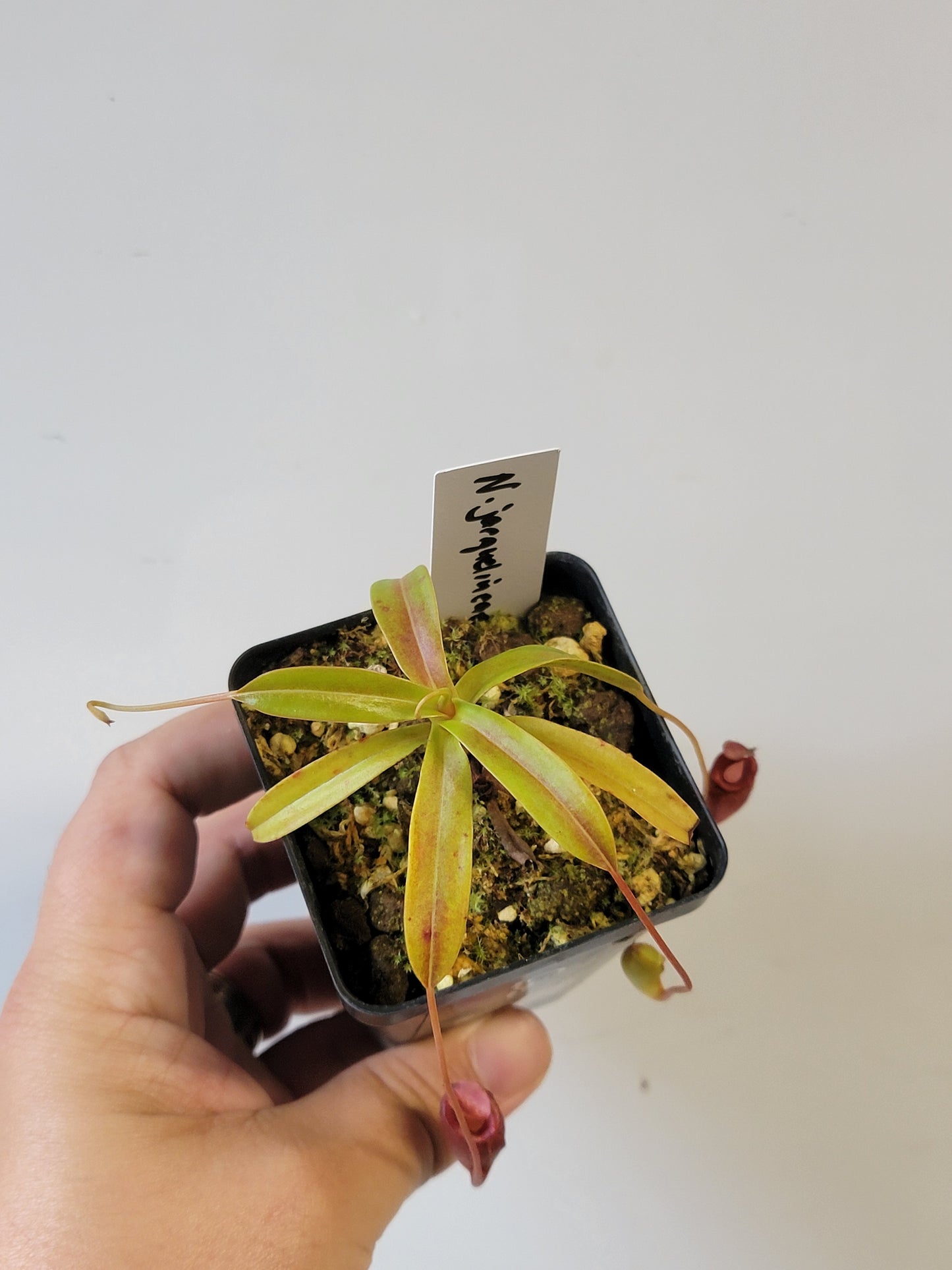 Nepenthes jacquelineae BE