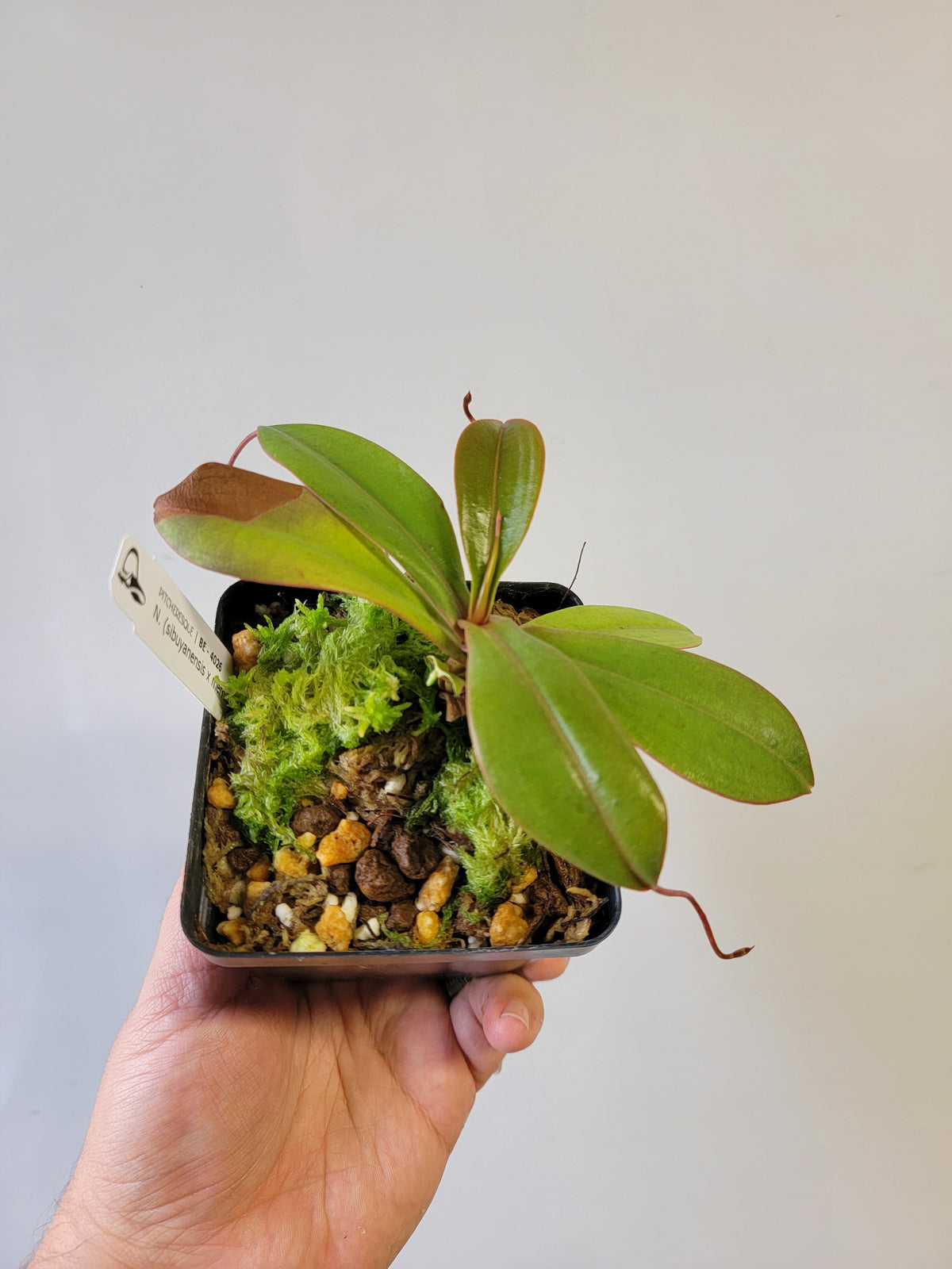 Nepenthes sibuyanensis x merriliana BE