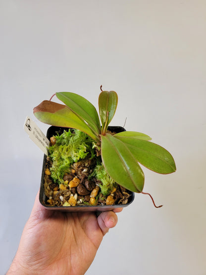 Nepenthes sibuyanensis x merriliana BE