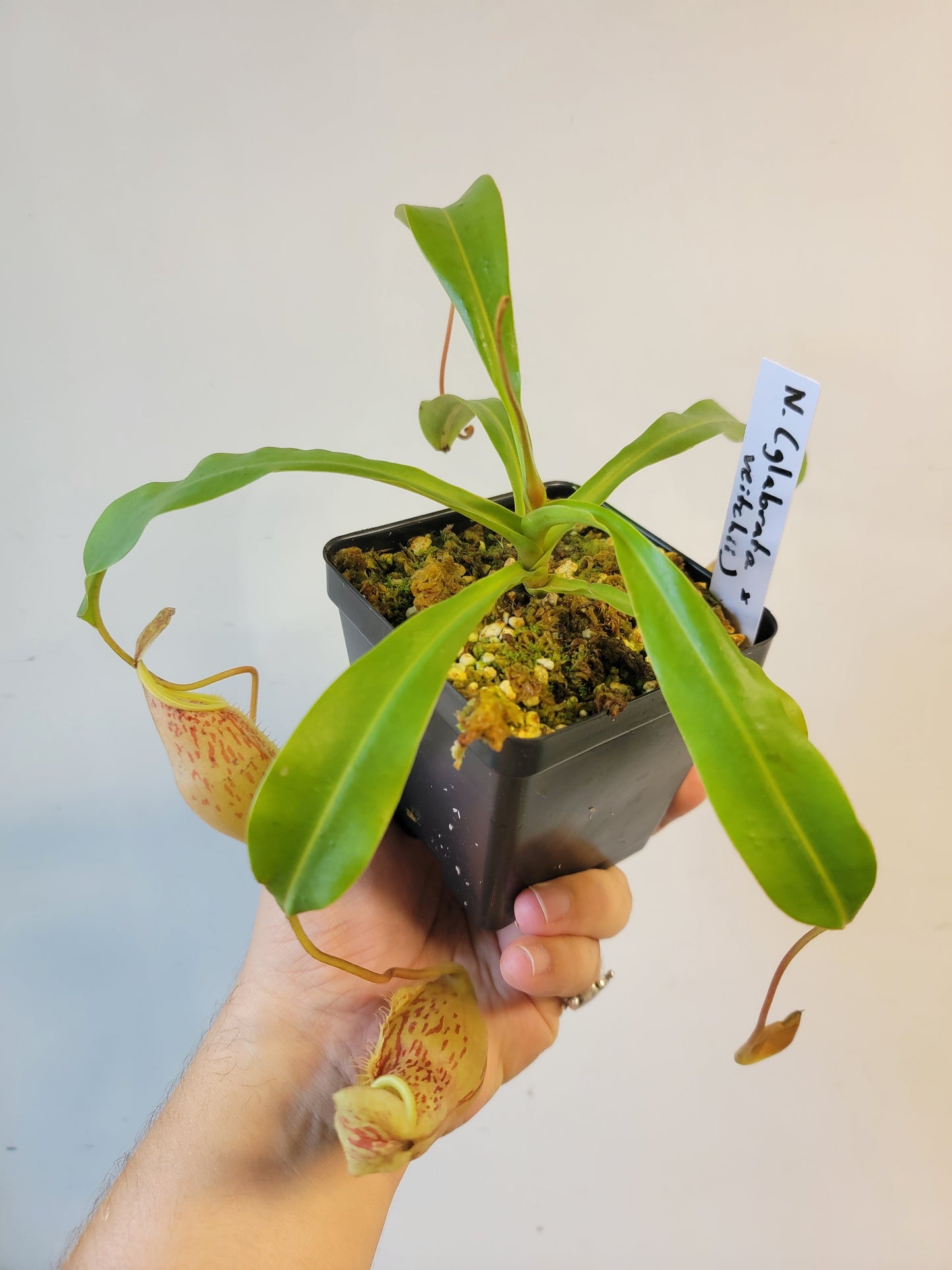 Nepenthes glabrata x veitchii BE