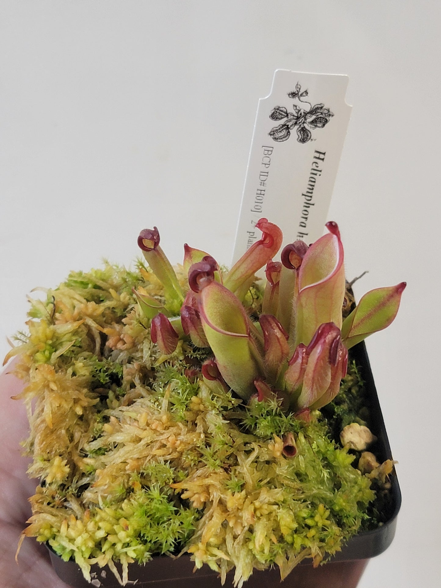 Heliamphora chimantensis BCP
