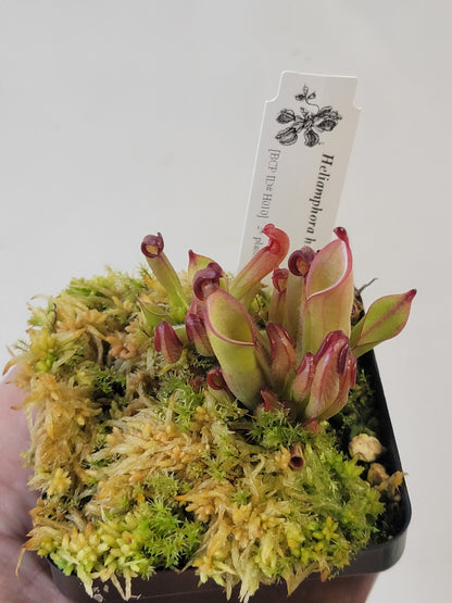 Heliamphora chimantensis BCP