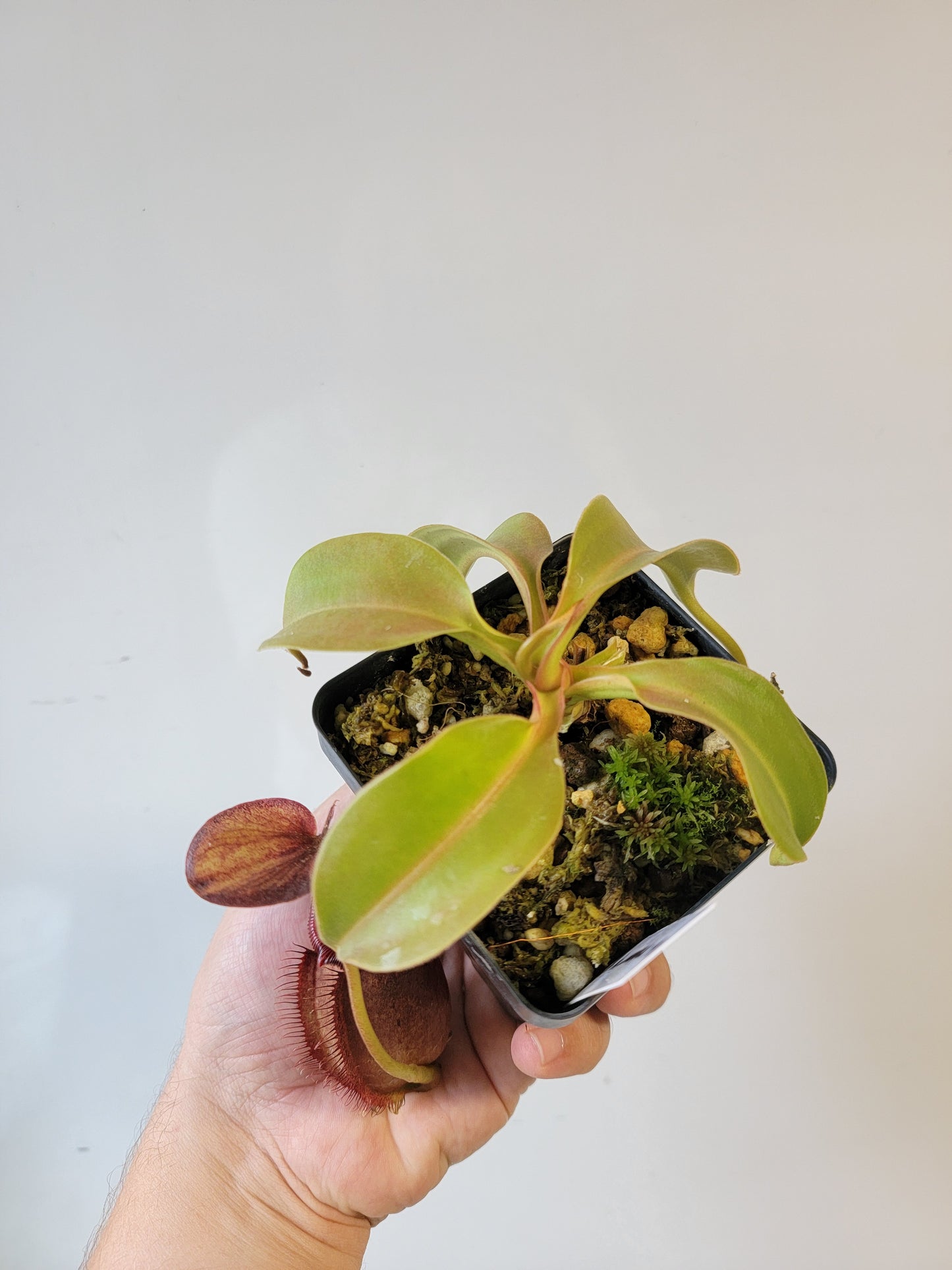 Nepenthes robcantleyi x ovata BE