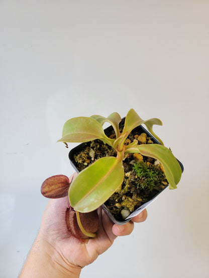 Nepenthes robcantleyi x ovata BE