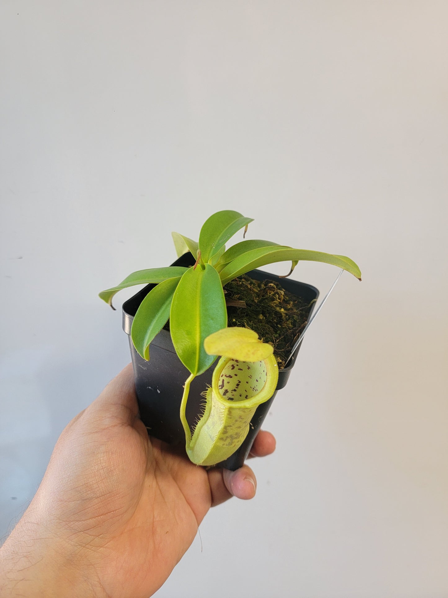 Nepenthes spathulata x campanulata BE