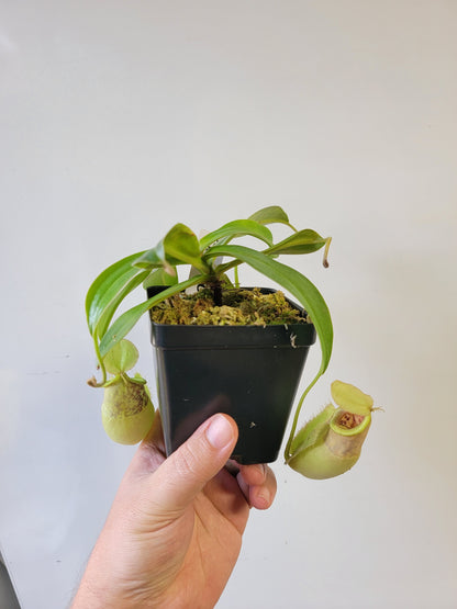 Nepenthes spathulata x ampullaria 'Green' BE
