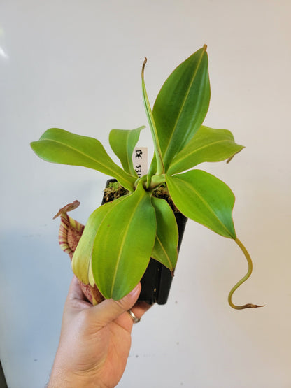 Nepenthes spathulata x spectabilis BE