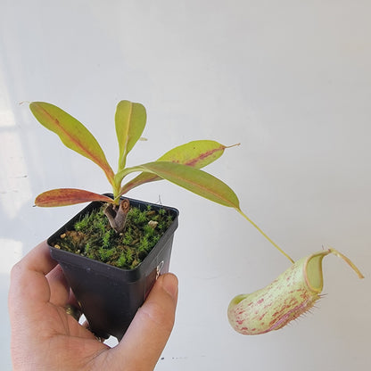Nepenthes thorelii x maxima (x Rokko) MBRS clone