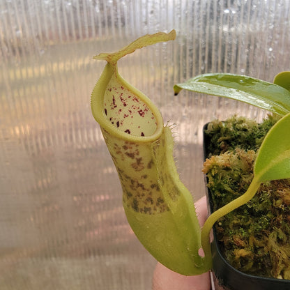 Nepenthes spathulata x campanulata BE