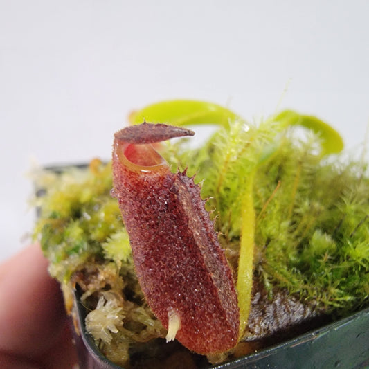 Nepenthes lowii BE