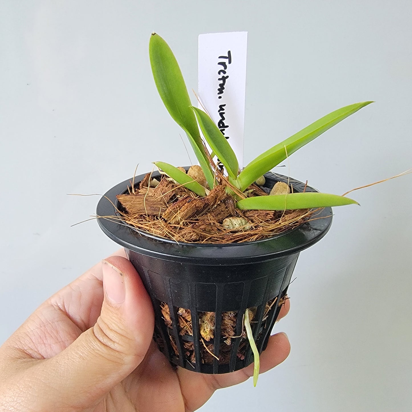 Trichocentrum undulatum Orchid