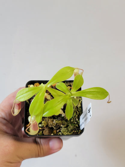 Nepenthes sibuyanensis BCP