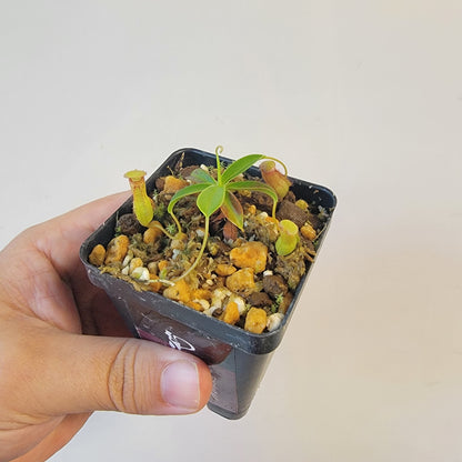 Nepenthes pervillei BCP