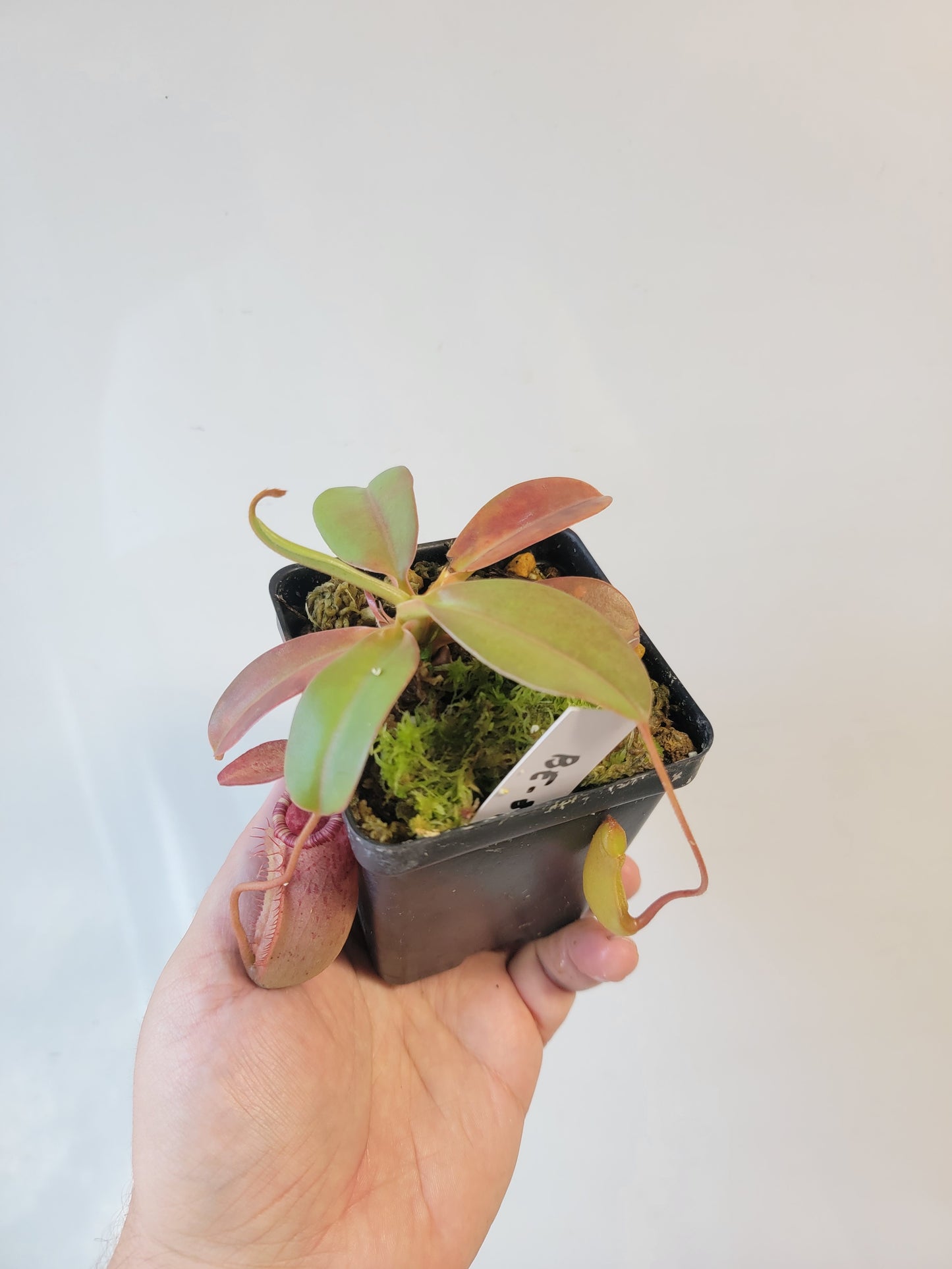 Nepenthes sibuyanensis x veitchii x lowii BE
