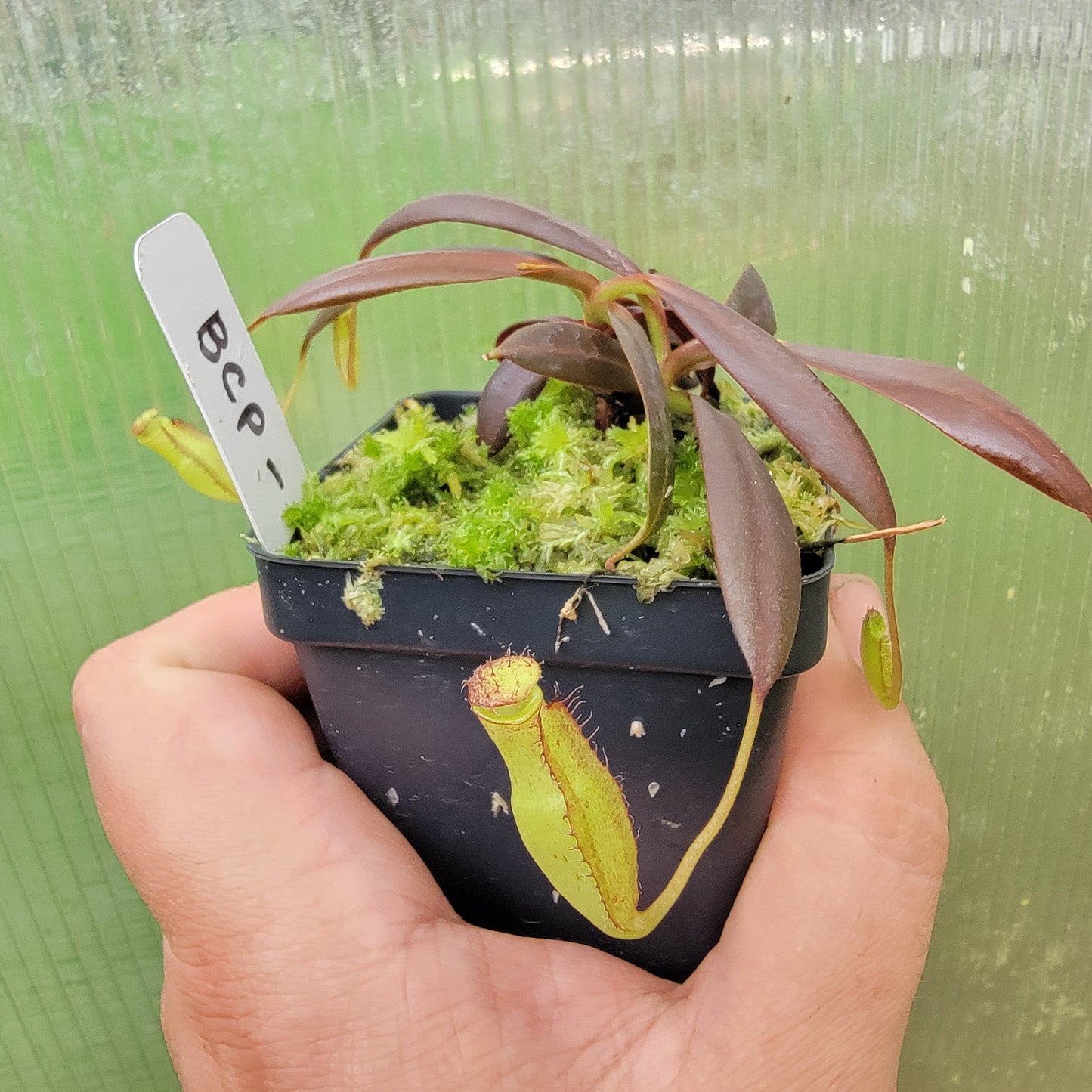 Nepenthes ceciliae BCP